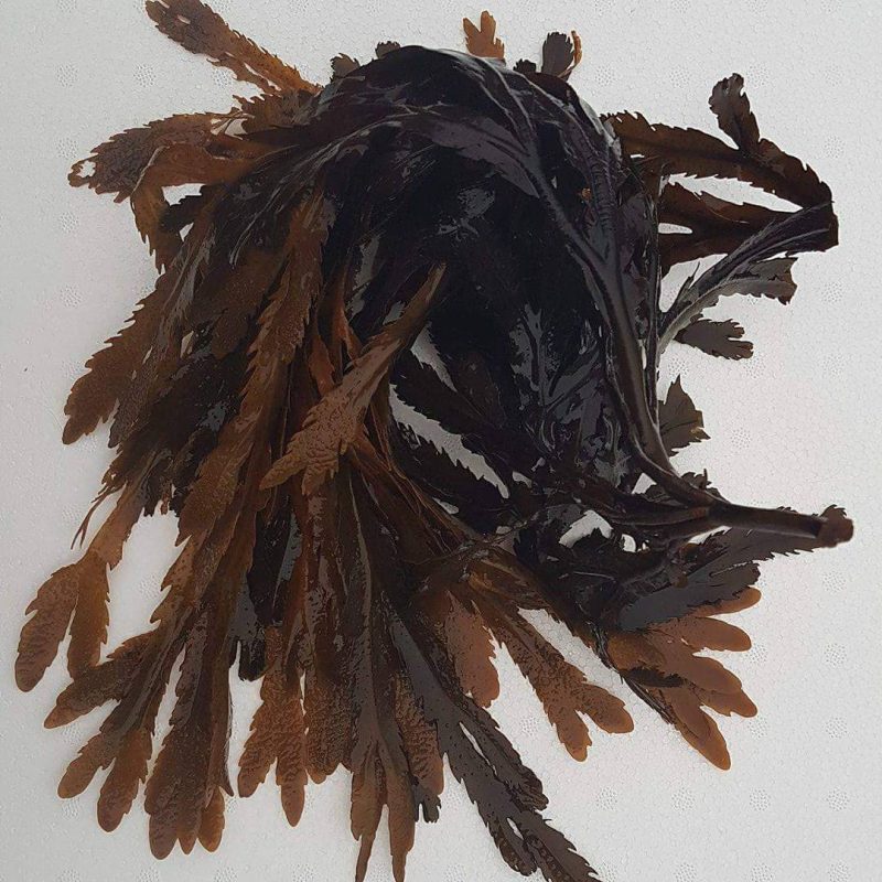 Seaweed